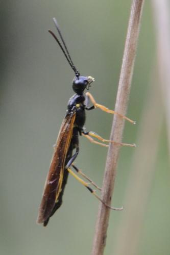 Trachelus troglodyta